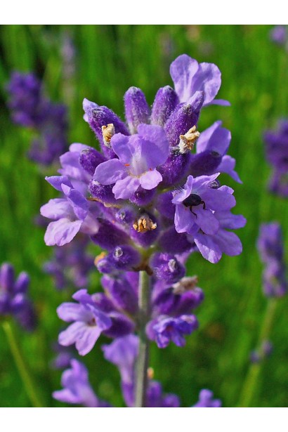 Лаванда вузьколиста Ізіда бузкові квіти